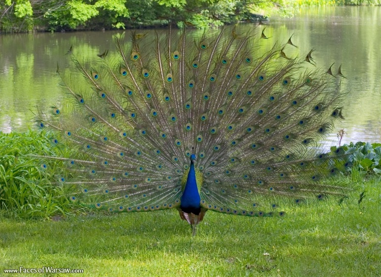 Faces of Warsaw - Peacocks in Łazienki Park