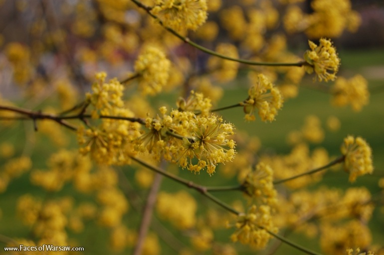 Faces of Warsaw - Spring in Ujazdów Park