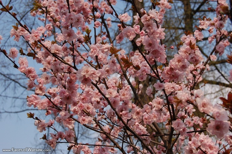 Faces of Warsaw - Spring in Ujazdów Park
