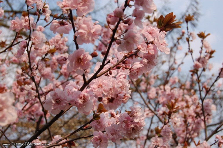 Faces of Warsaw - Spring in Ujazdów Park