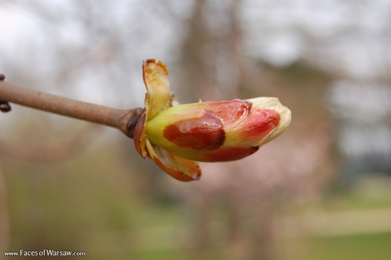 Faces of Warsaw - Spring in Ujazdów Park