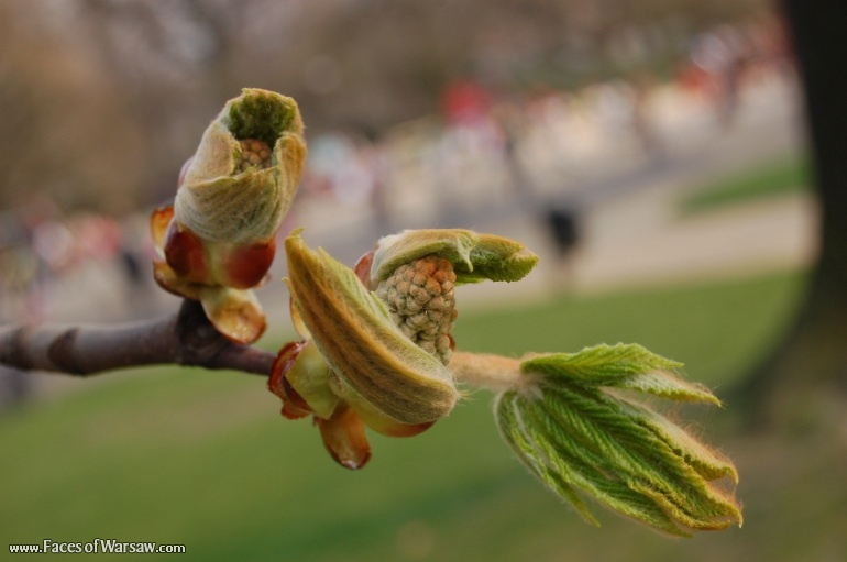 Faces of Warsaw - Spring in Ujazdów Park