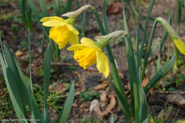Faces of Warsaw - Spring in Ujazdów Park