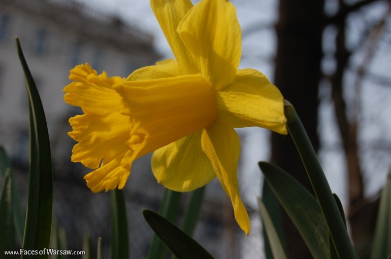 Faces of Warsaw - Spring in Ujazdów Park
