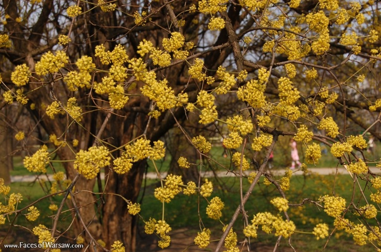 Faces of Warsaw - Spring in Ujazdów Park