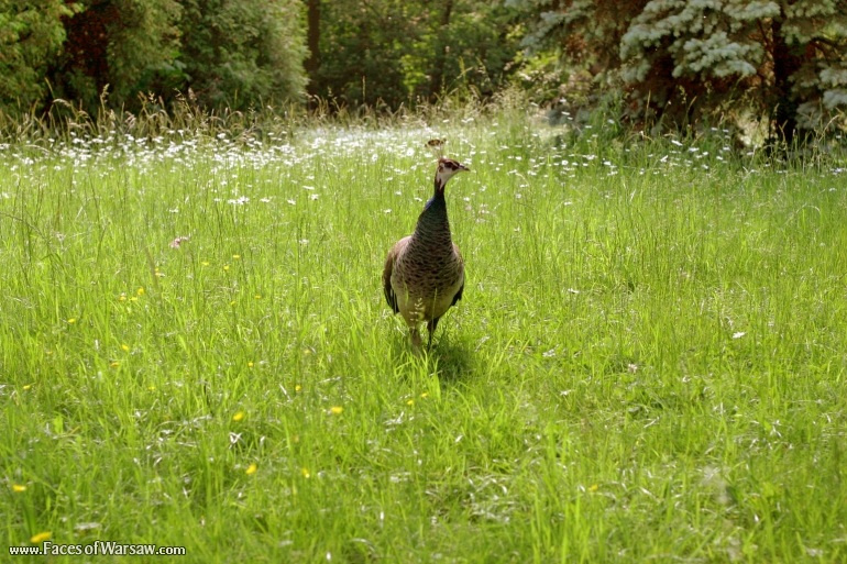 Faces of Warsaw - Peacocks in Łazienki Park