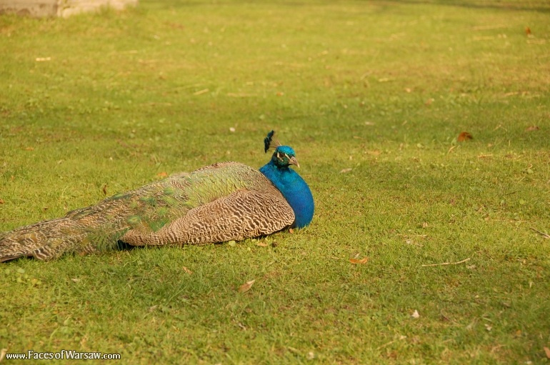 Faces of Warsaw - Peacocks in Łazienki Park