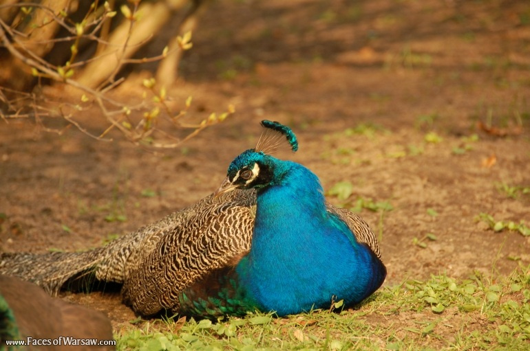Faces of Warsaw - Peacocks in Łazienki Park