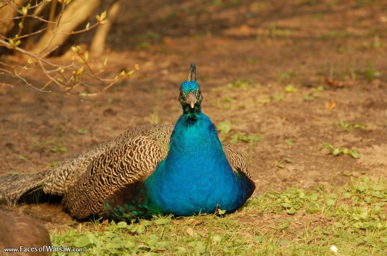 Faces of Warsaw - Peacocks in Łazienki Park