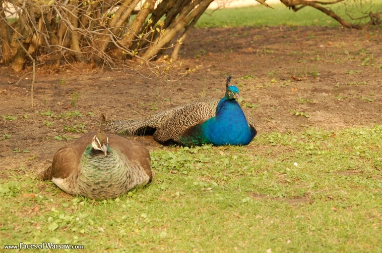 Faces of Warsaw - Peacocks in Łazienki Park