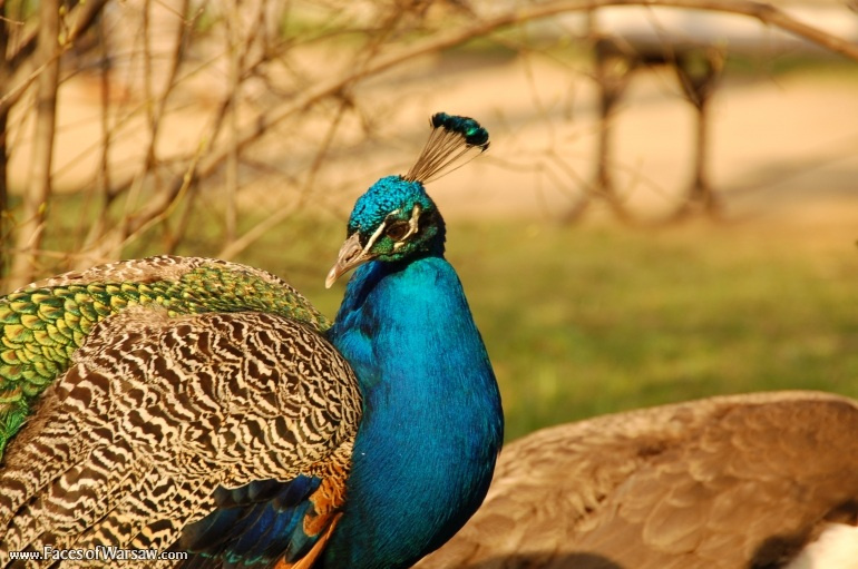 Faces of Warsaw - Peacocks in Łazienki Park