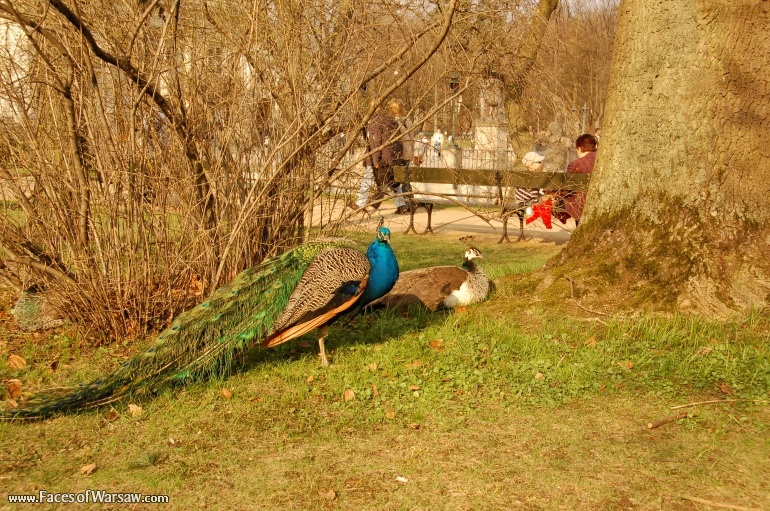 Faces of Warsaw - Peacocks in Łazienki Park