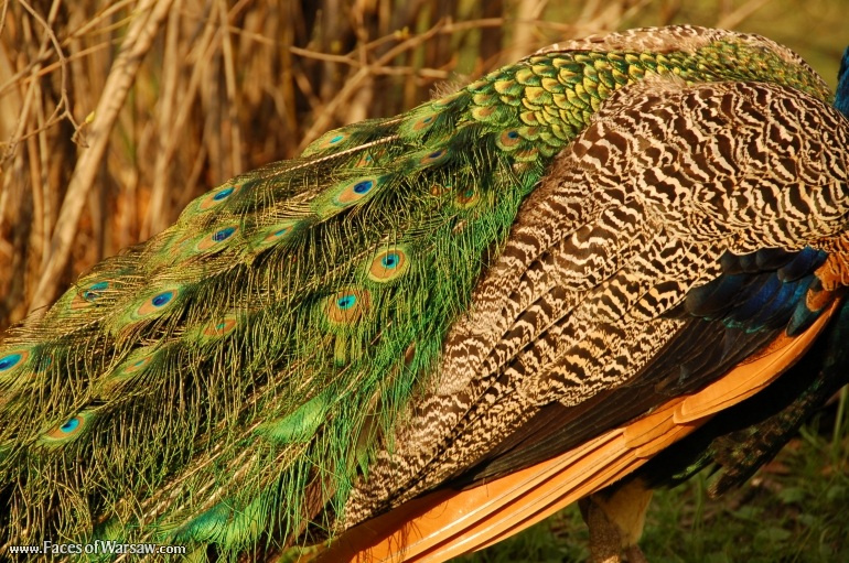 Faces of Warsaw - Peacocks in Łazienki Park
