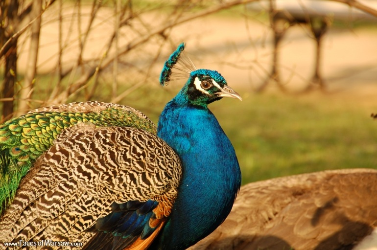 Faces of Warsaw - Peacocks in Łazienki Park