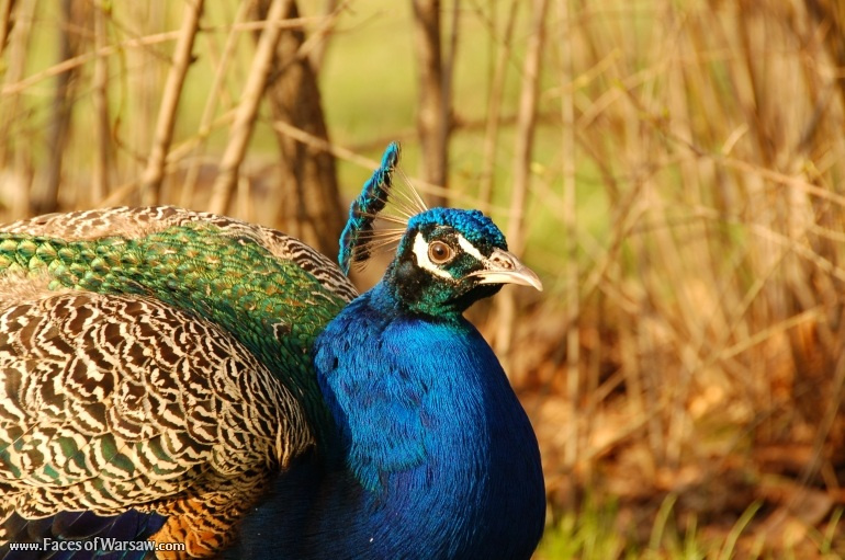 Faces of Warsaw - Peacocks in Łazienki Park