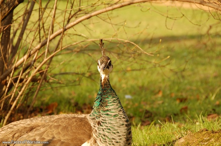 Faces of Warsaw - Peacocks in Łazienki Park
