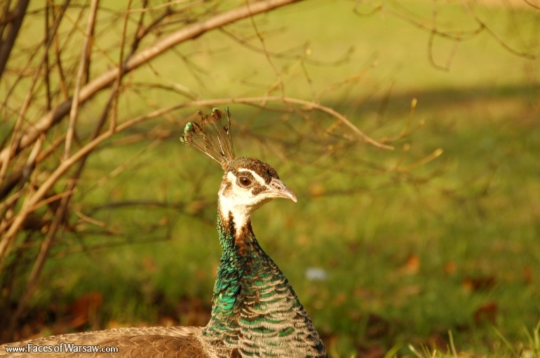 Faces of Warsaw - Peacocks in Łazienki Park