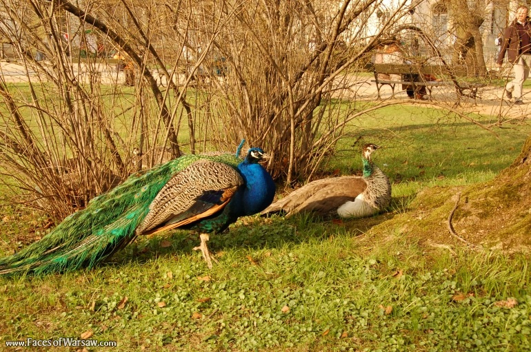 Faces of Warsaw - Peacocks in Łazienki Park