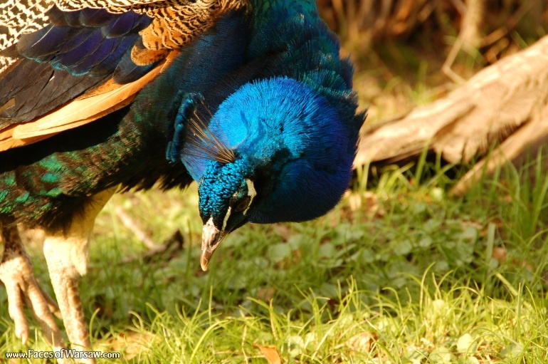 Faces of Warsaw - Peacocks in Łazienki Park