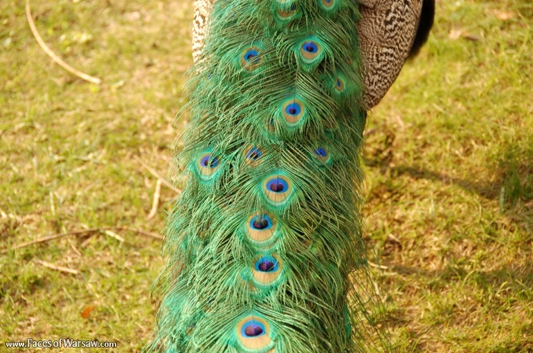 Faces of Warsaw - Peacocks in Łazienki Park
