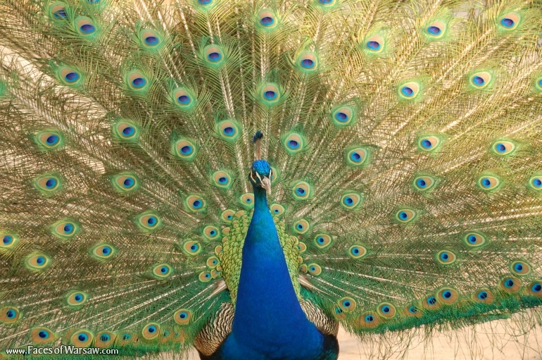 Faces of Warsaw - Peacocks in Łazienki Park