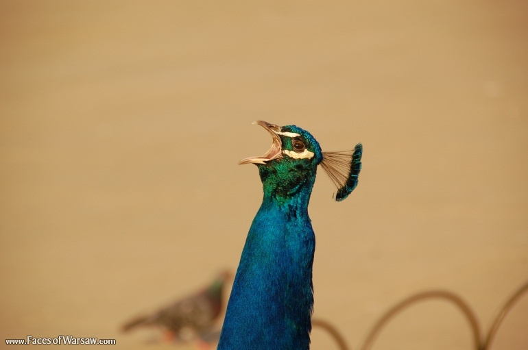 Faces of Warsaw - Peacocks in Łazienki Park