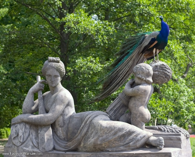 Faces of Warsaw - Peacocks in Łazienki Park