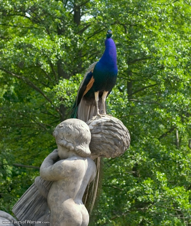 Faces of Warsaw - Peacocks in Łazienki Park