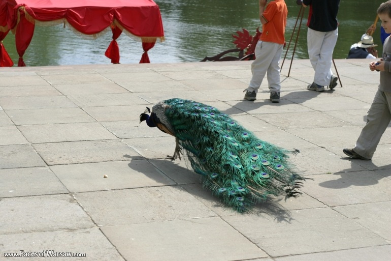 Faces of Warsaw - Peacocks in Łazienki Park