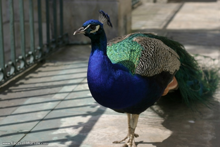 Faces of Warsaw - Peacocks in Łazienki Park