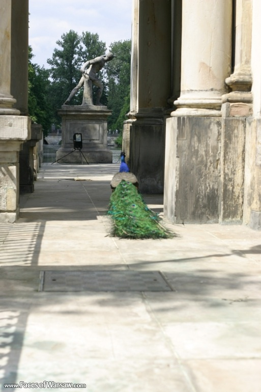 Faces of Warsaw - Peacocks in Łazienki Park