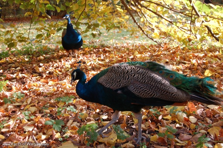 Faces of Warsaw - Peacocks in Łazienki Park