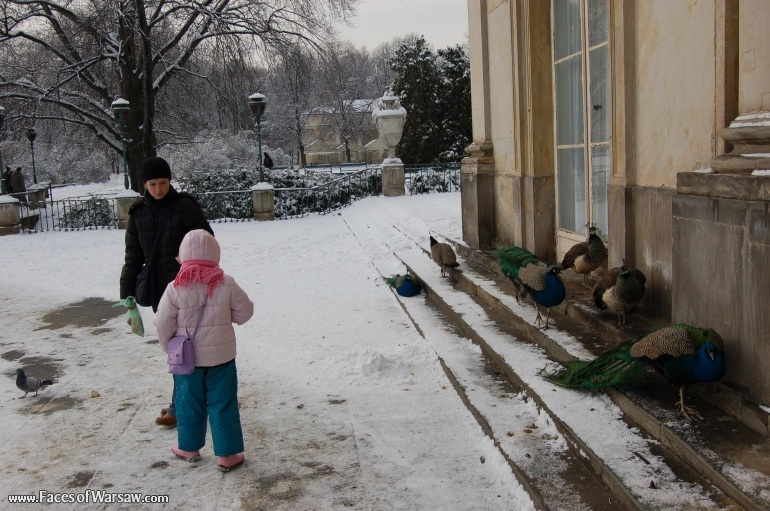 Faces of Warsaw - Peacocks in Łazienki Park