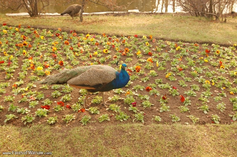 Faces of Warsaw - Łazienki in Spring