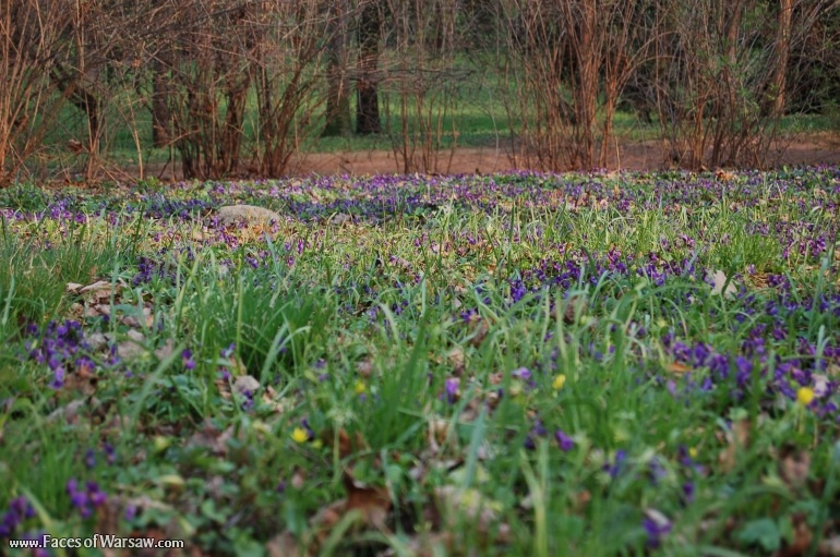 Faces of Warsaw - Łazienki in Spring
