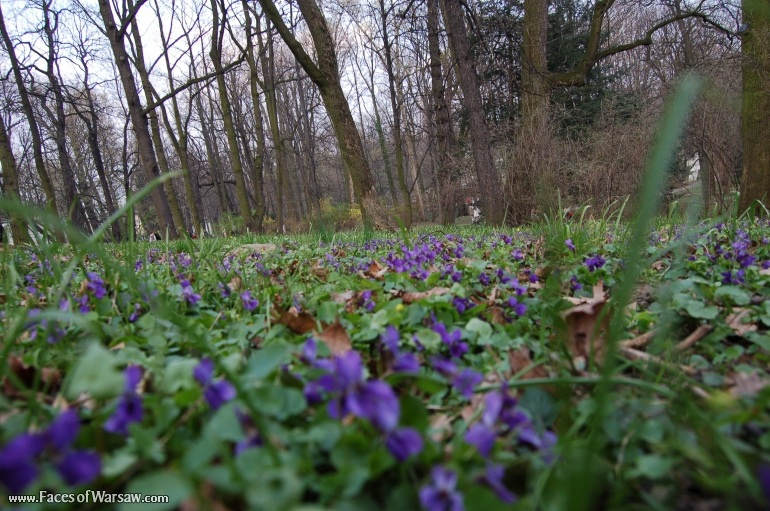 Faces of Warsaw - Łazienki in Spring