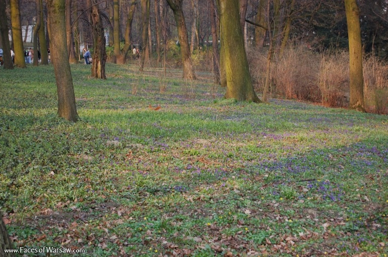Faces of Warsaw - Łazienki in Spring