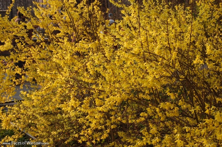 Faces of Warsaw - Łazienki in Spring