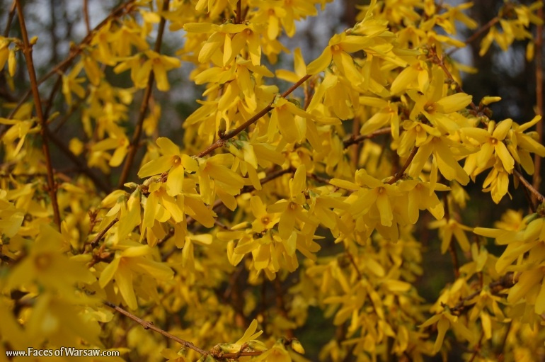 Faces of Warsaw - Łazienki in Spring