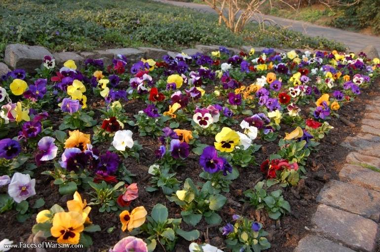 Faces of Warsaw - Łazienki in Spring