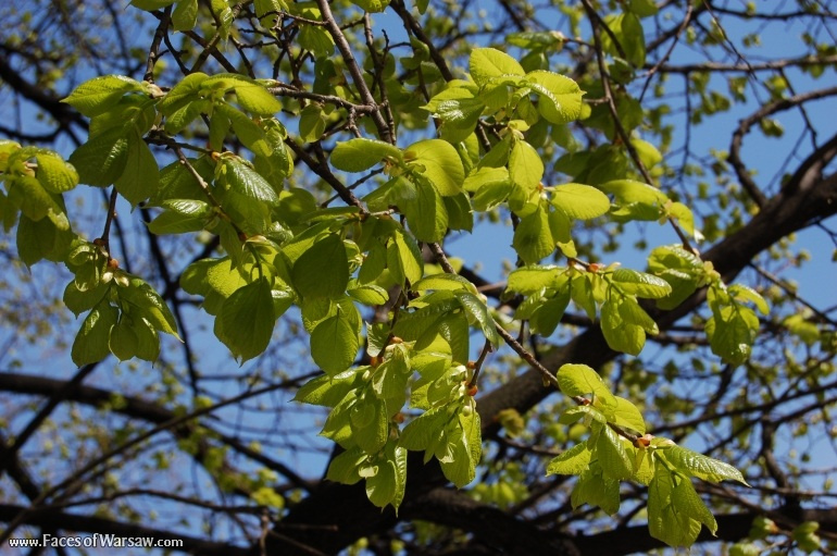 Faces of Warsaw - Łazienki in Spring