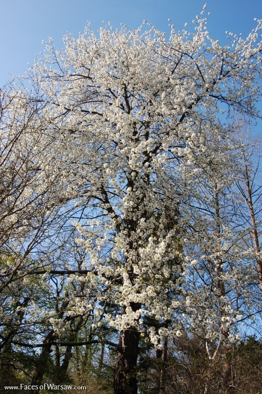 Faces of Warsaw - Łazienki in Spring