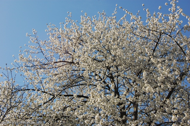 Faces of Warsaw - Łazienki in Spring