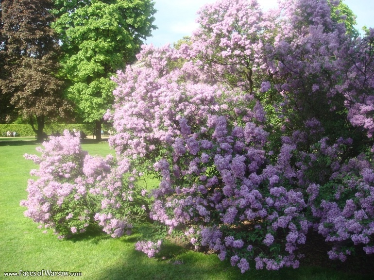 Faces of Warsaw - Łazienki in Spring
