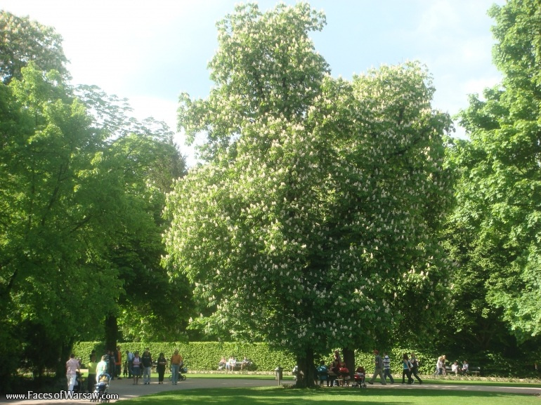 Faces of Warsaw - Łazienki in Spring