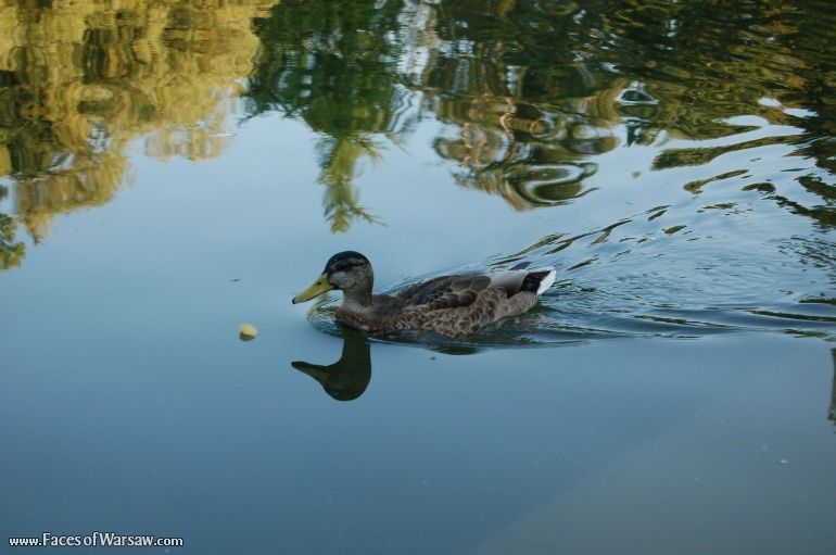 Faces of Warsaw - Ujazdów Park in Summer