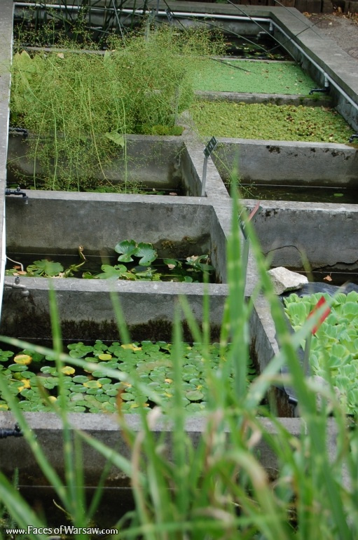 Faces of Warsaw - Botanical Garden of the University of Warsaw