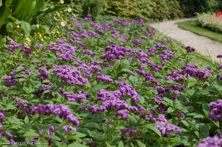 Faces of Warsaw - Botanical Garden of the University of Warsaw