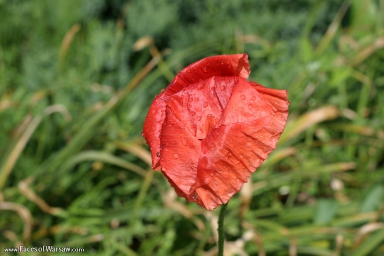 Faces of Warsaw - Botanical Garden of the Polish Academy of Sciences, Powsin