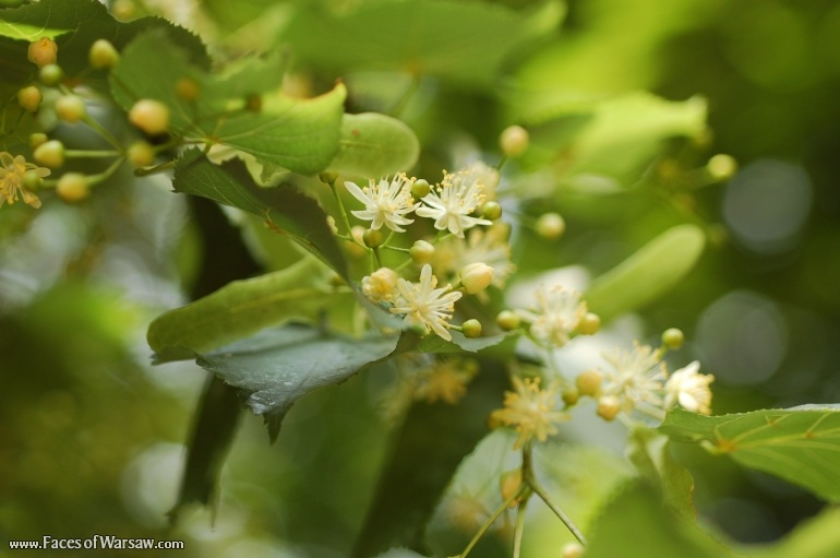 Faces of Warsaw - Flowers in Botanical Garden of the University of Warsaw